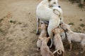 Puppies of indian street dogs suckling tits of mother dog