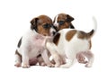Puppies jack russel terrier Royalty Free Stock Photo