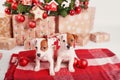 Puppies jack russell terrier in new year`s interior