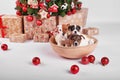 Puppies jack russell terrier in new year`s interior