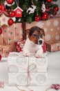 Puppies jack russell terrier in new year`s interior