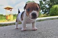 Puppies of Jack Russell terrier