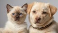 puppies canine kittens a purebred advertising fur friends Royalty Free Stock Photo