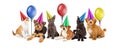 Puppies and Kittens in Party Hats With Balloons