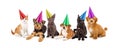 Puppies and Kittens in Party Hats