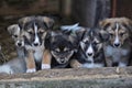 Puppies Royalty Free Stock Photo