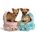 Puppies male and in baby carriages Royalty Free Stock Photo