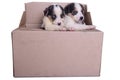 Puppies mestizo in box