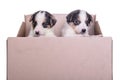 Puppies mestizo in box