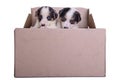 Puppies mestizo in box