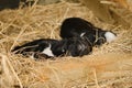 Puppies mongrel recently born, eyes still closed. Two newborn puppies portrait close up. Tiny Alaskan huskies from