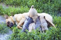 Puppies with mother Royalty Free Stock Photo