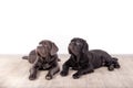 Puppies Neapolitana mastino sitting on the floor in the studio. Dog handlers training dogs since childhood. Royalty Free Stock Photo