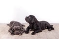 Puppies Neapolitana mastino sitting on the floor in the studio. Dog handlers training dogs since childhood. Royalty Free Stock Photo