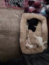 Puppies new bed relaxing siblings Royalty Free Stock Photo