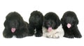 Puppies newfoundland dog Royalty Free Stock Photo