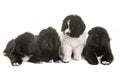 Puppies newfoundland dog Royalty Free Stock Photo