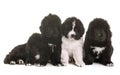 Puppies newfoundland dog Royalty Free Stock Photo