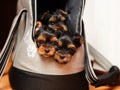 Puppies peeking out of a bag Royalty Free Stock Photo