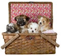 Puppies in a Picnic Basket Royalty Free Stock Photo