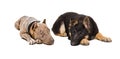 Puppies pit bull and German Shepherd Royalty Free Stock Photo