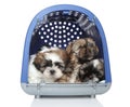 Puppies in plastic carrier on white background Royalty Free Stock Photo