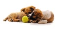 Puppies play with a ball