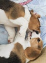 puppies play and bite each other, pets