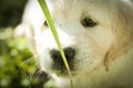 Golden retriever puppy nose close up