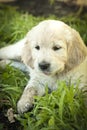 White golden retriever puppy in the grass Royalty Free Stock Photo