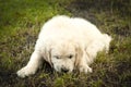 Puppy golden retriever on the grass