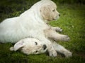 Two golden retriever puppies playing on the grass Royalty Free Stock Photo