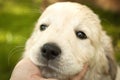 Snout of golden retriever puppy in a man's hand