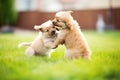 puppies playfighting on green grass Royalty Free Stock Photo
