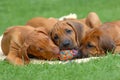 Puppies playing