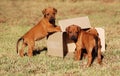 Puppies playing with box Royalty Free Stock Photo