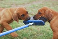 Puppies playing with broom