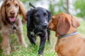 Puppies playing together in doggy day dare Royalty Free Stock Photo