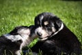 Puppies are playing together on the garden Royalty Free Stock Photo