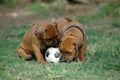 Puppies playing with toy Royalty Free Stock Photo