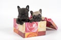 Puppies in present box Royalty Free Stock Photo