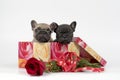 Puppies in present box Royalty Free Stock Photo