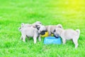 Puppies of Pug eating feed
