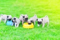 Puppies of Pug eating feed