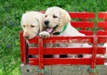 Puppies in red cart Royalty Free Stock Photo