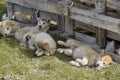 Puppies resting in shade, Greenland