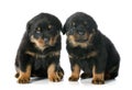 Puppies rottweiler Royalty Free Stock Photo