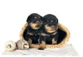 puppies rottweiler in studio Royalty Free Stock Photo