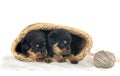 puppies rottweiler in studio Royalty Free Stock Photo