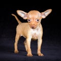 Puppies Russian toy terrier Royalty Free Stock Photo